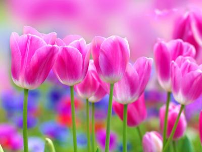 郁金香，粉红色，背景，春天