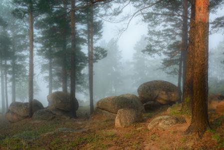 睡石，森林，雾，谢尔盖·布拉金