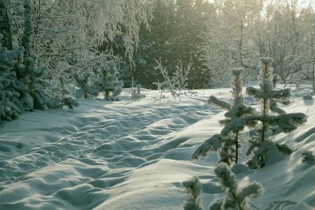 树木，森林，积雪，漂流，尼古拉·M