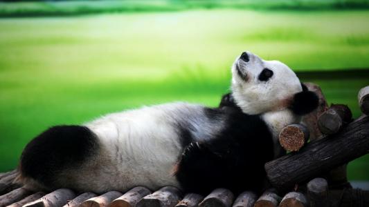 熊猫，草，树