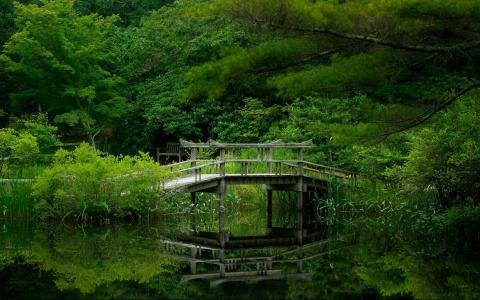 森林，绿色，湖泊，桥梁，树木