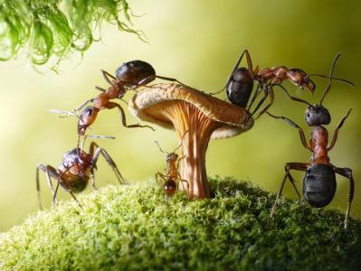 宏，蚂蚁，蘑菇，青苔，性质