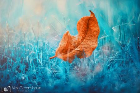 枯萎的叶子，枯萎的草地，蓝色的背景