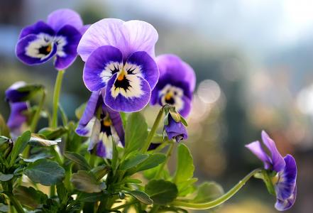 花圃，紫罗兰，夏天