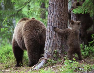 捉迷藏，最喜欢的游戏，熊，森林，照片，Valtteri Mulkahainen