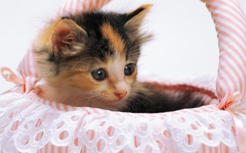 被发现的生物，在一个粉红色的篮子里，一只灰色的眼睛的小猫