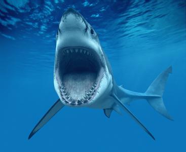 鲨鱼，嘴巴，牙齿，海洋