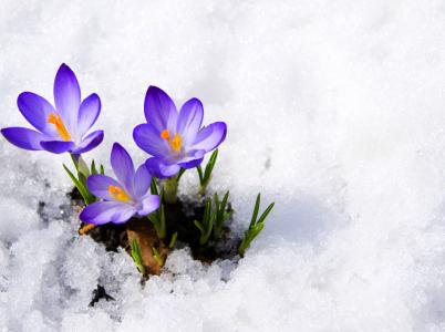 自然，雪，山，番红花，鲜花，白色背景，照片，积极，心情，春天