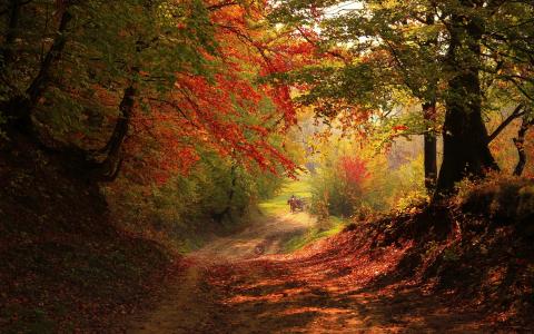 树，道路，动物，叶子，马，男子，秋季，大自然，宽屏