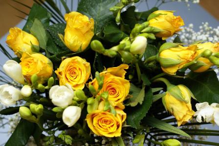 黄色，花束，花，玫瑰，性质，黄色，鲜花