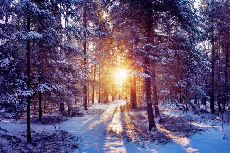太阳，雪，冬天，森林，光线，性质，光