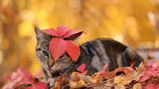 猫，落叶，背景，秋天