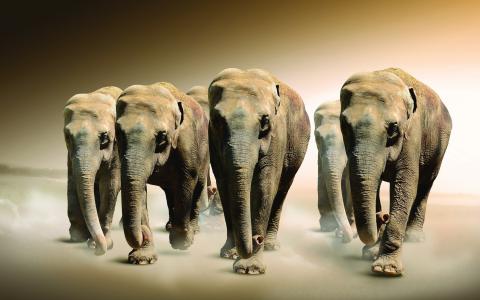 幻想，大象，野生，大象