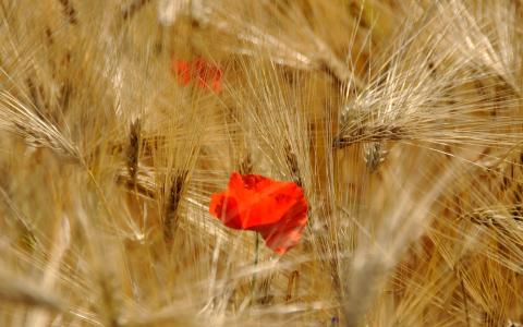 在领域的罂粟，小麦，红色的罂粟花