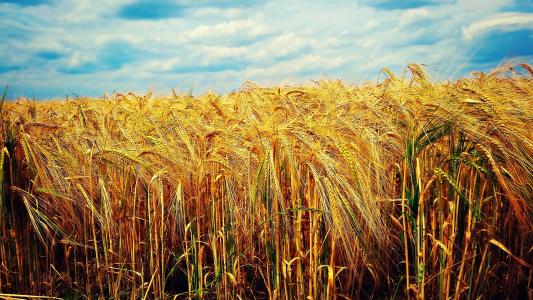 小麦，天空，领域