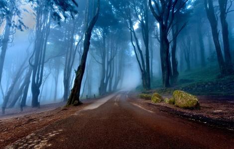 雾，树，森林，树，路径