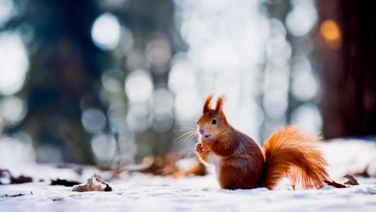 松鼠，雪，冬天