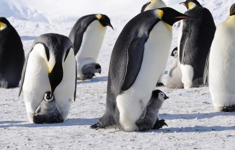 企鹅，大人，小，冬天，下雪