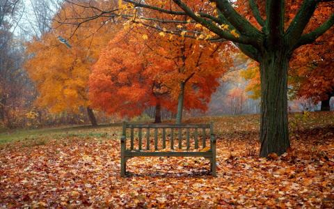 鸟，长凳，叶子，秋天，性质