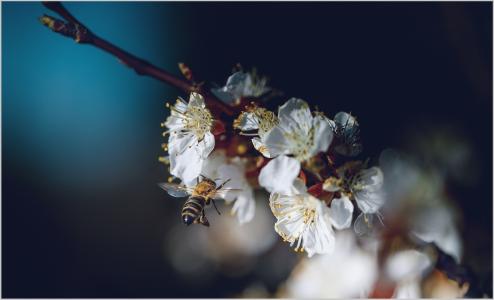 开花，春天，蜜蜂，分支，弗拉基米尔Kayukov