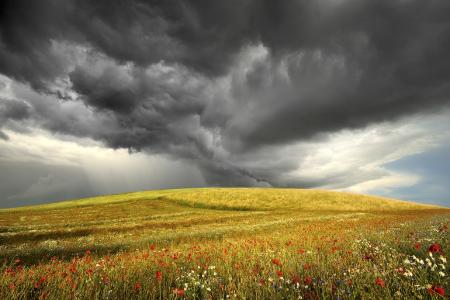 暴风雨来临前，金色的田野，罂粟，波兰的马尔堡，扬·西明斯基