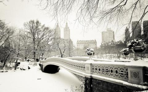 冬天，纽约，桥，雪，树，冰