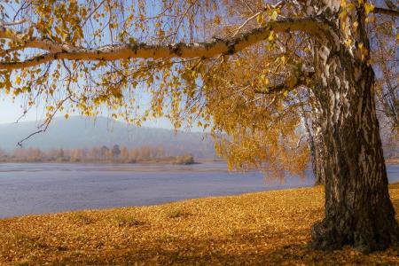 桦木，叶子，小山，秋天，尼古拉Morsky