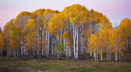 桦树，yutas，美国，森林，秋天，树木