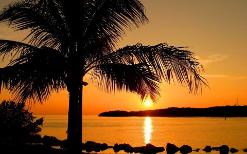 日落，海洋，石头，棕榈树