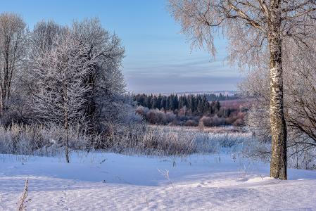 性质，冬天，雪，树，白霜