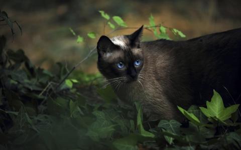 深色，蓝色的眼睛，在草地上的猫