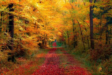 道路，性质，森林，秋季