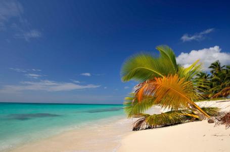 海洋，天空，沙滩，沙，棕榈，美女，休息，夏天，云，棕榈树