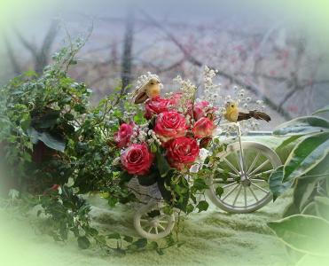 花盆，自行车，鲜花，玫瑰，树枝，树叶，鸟类