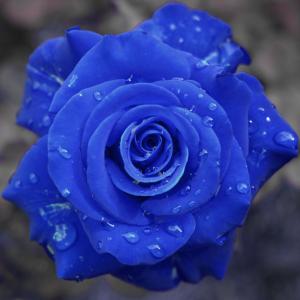 水滴，玫瑰，蓝色