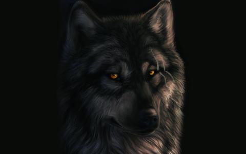dark_sheyn，黑色的背景，狼，伤疤，艺术
