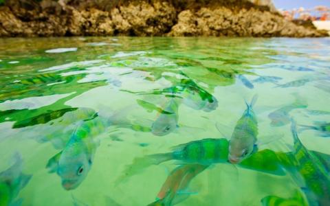 水，绿色，透明，鱼类