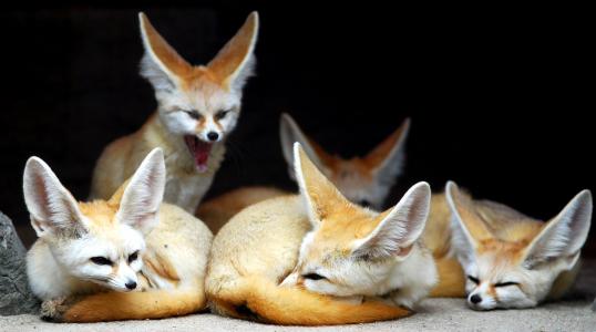 芬芳，动物，狐狸