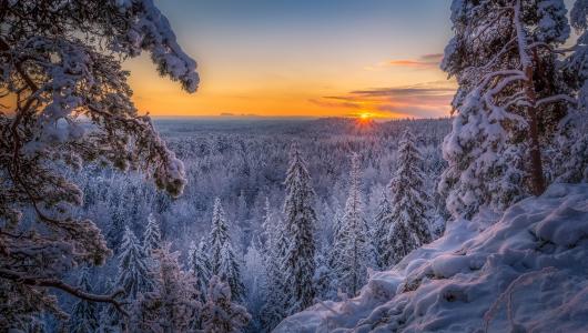 冬天，芬兰，照片，劳里Lohi，森林，树木，早晨，日出，雪