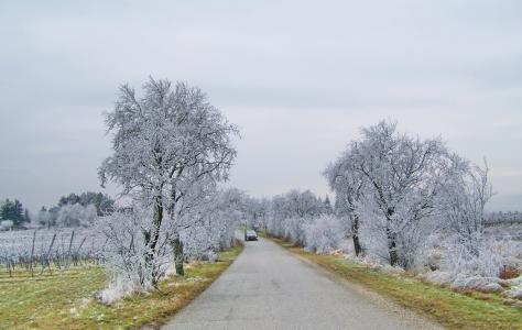 道路，树木，白霜，车，冬季，组成
