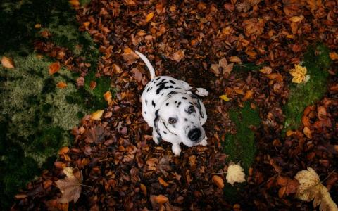 达尔马塔，狗，可爱，叶子