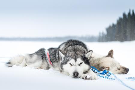 狗，赫斯基，性质，冬天，雪，睡眠，休息