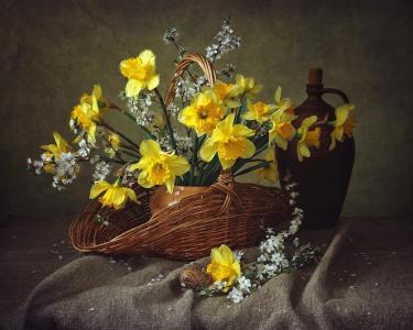 静物，水仙花，樱桃李子，篮子，水罐，蜗牛，Irina Prikhodko