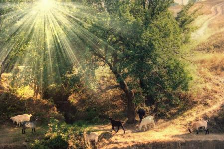 山羊，树木，山脉，阳光，Sergii Vidov