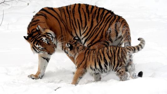老虎，妈妈和宝宝，在雪地上玩耍