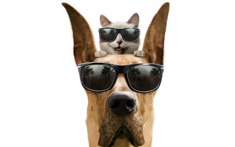 狗，猫，戴着眼镜