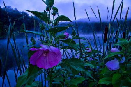 湖，日落，植物，花卉，性质