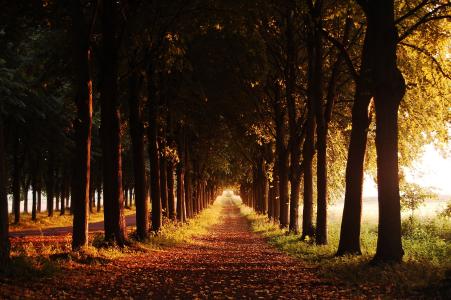 路径，晚上，秋天，树木，巷子里