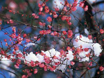 春天开花，树枝上的雪，大特写