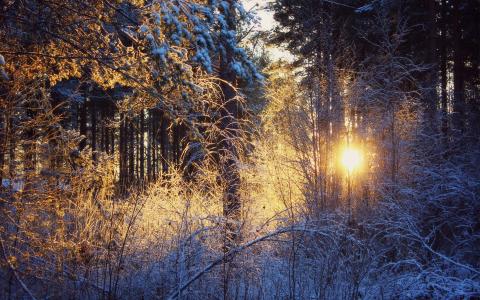 日落，冬天，雪，森林，太阳